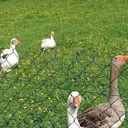 Farm stay Ferme Familiale Chez Lili Alex