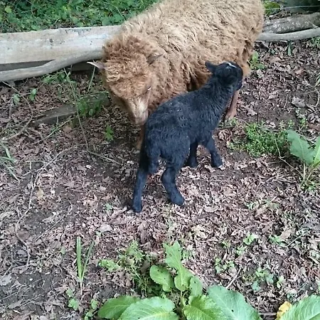 Ferme Familiale Chez Lili Lantgård